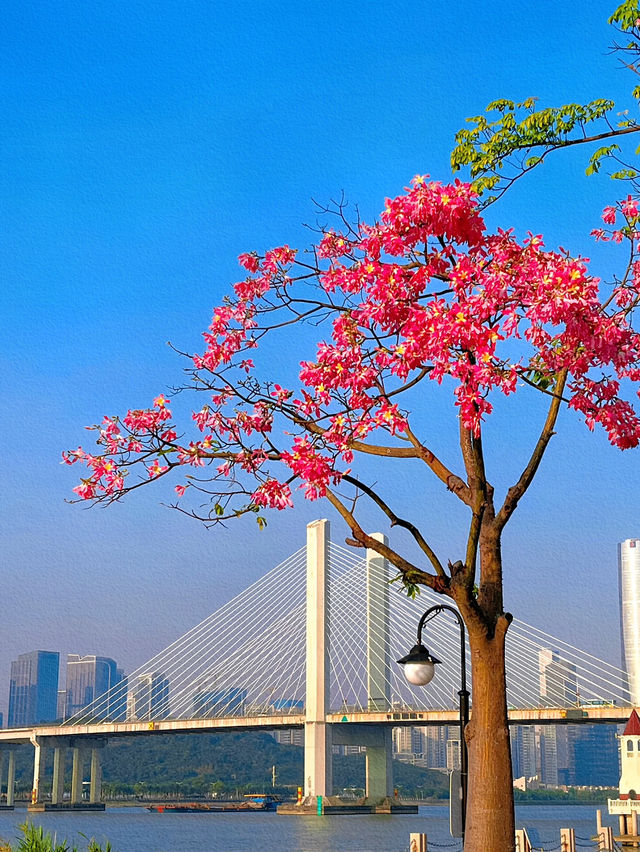 橫琴花海長廊：自然與浪漫的完美結合🌸🌿