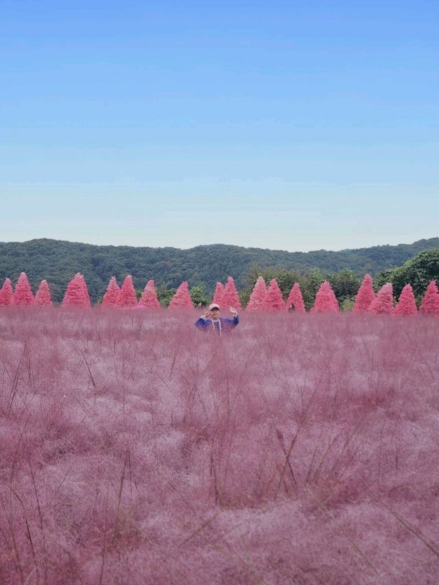 핑크뮬리와 핑크샌드의 환상적인 조화!