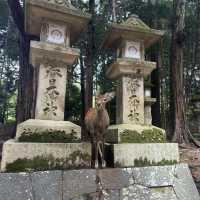 【奈良Nara】不只有小鹿的平城京