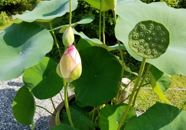 【宇治】なぜ人は旅に出るのか？？平等院鳳凰堂編