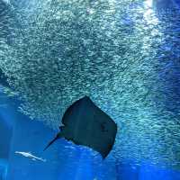 茨城　大洗水族館🪼