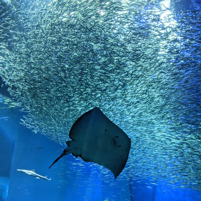 茨城　大洗水族館🪼