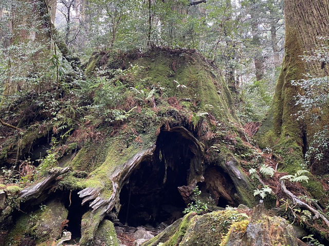 屋久島の縄文杉までの道が幻想的すぎた！