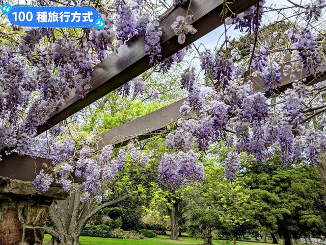 墨爾本賞花-南半球百花綻放的皇家植物園