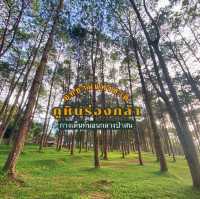 ภูหินร่องกล้า - ลานกางเต็นท์กลางป่าสน