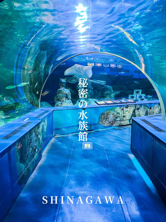 【 東京 品川 】本当は秘密にしたい東京の穴場水族館