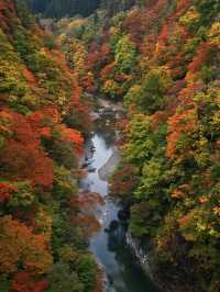 【秋田】橋の上から見る紅葉の景色は圧巻‼️東北トップクラスの紅葉スポット✨※攻略付き