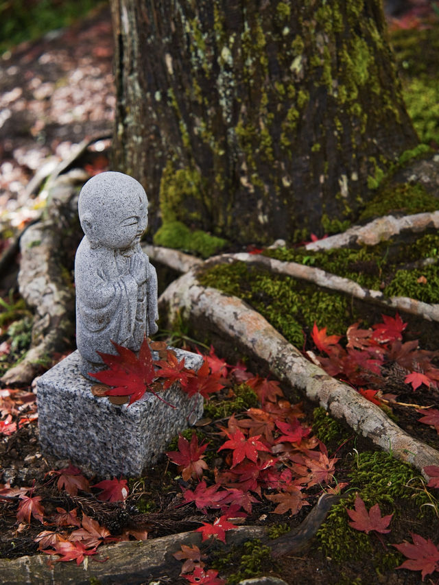 【ここ行って】本当は教えたくない🙅カメラ好きは一度は行きたい紅葉🍁