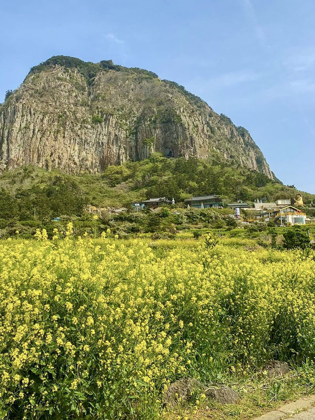 봄제주 필수코스 유채꽃밭💛