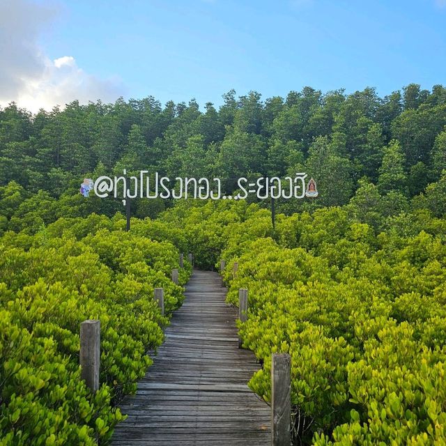 ทุ่งโปรงทอง ชมวิวเขียวขจีของธรรมชาติ