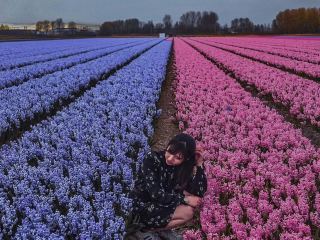 荷蘭🇳🇱利瑟花田🌷人生第一次看到一整片鬱金香花海🌷