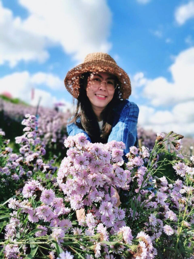 🥧 ไฮเดรนเยีย คาเฟ่ เขาค้อ