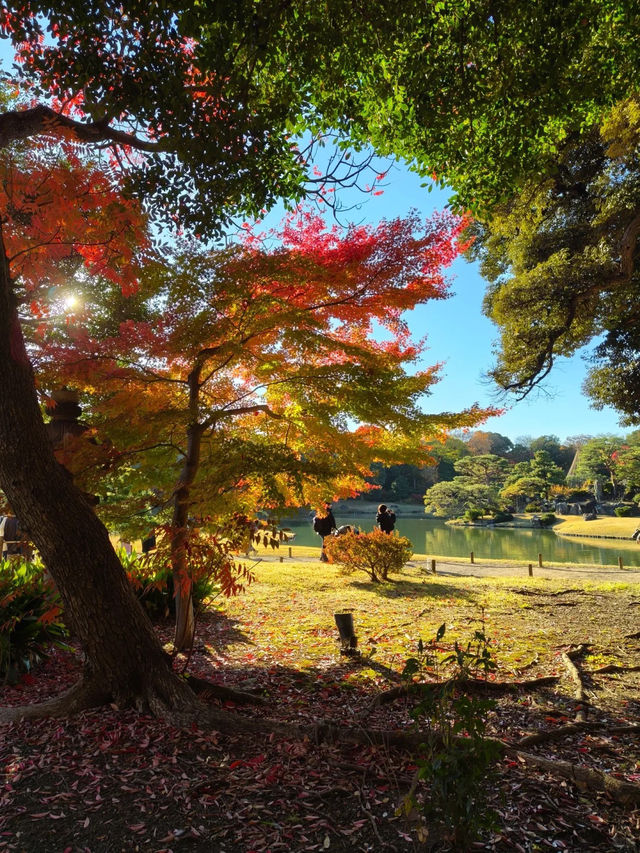 景點推薦：六義園——秋日東京的庭園秘境