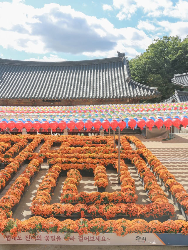 아름답게 물들 가을이 기대되는 대구 동구 여행🤎