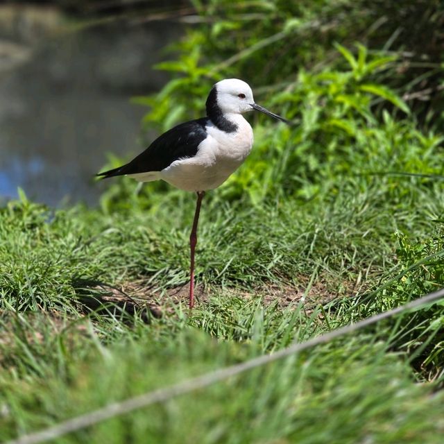 Visit to Cleland National Park