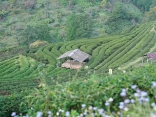Visit Thai Sakura in January at the Tea Plantation on the Mountain