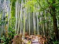 #鎌倉🇯🇵報國寺#