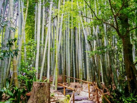 #鎌倉🇯🇵報國寺#