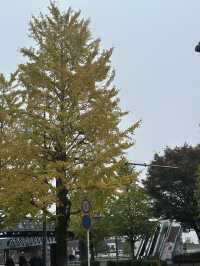 🍂 黄金色に輝く秋の風景：横浜日本大通り 🌳  