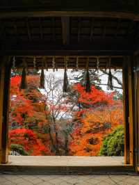 【京都🇯🇵】来年は敷き紅葉を見に行こう🍁