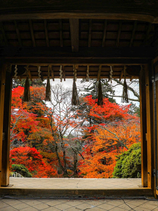 【京都🇯🇵】来年は敷き紅葉を見に行こう🍁