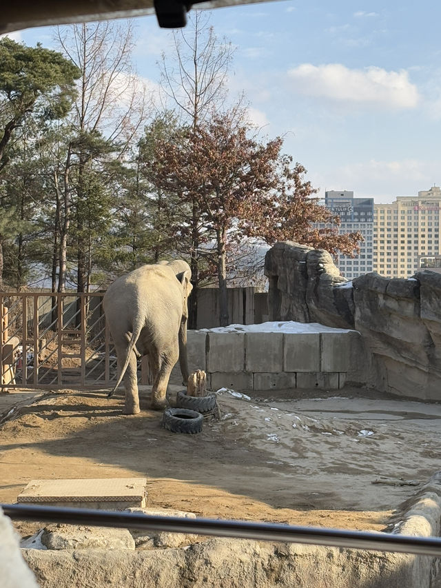 🎢🐼 A Magical Day at Everland: Pandas, Safaris, and More! 🌟