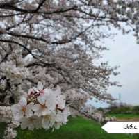 จุดชมซากุระในเมือง Fukuoka