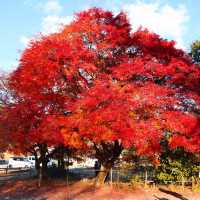 Momiji Kairo Kawaguchiko 