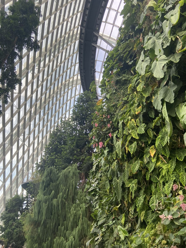 โดมยักษ์ Cloud Forest 🍃