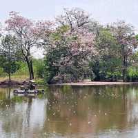 หนาวนี้ไปชมซากุระ 🌸 เมืองไทยกัน