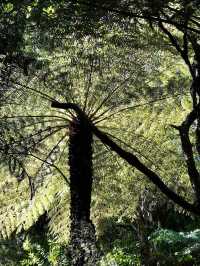 Orongorongo Track