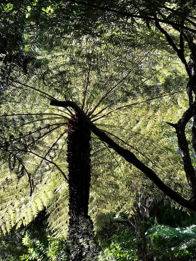 Orongorongo Track