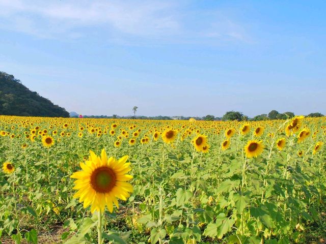 พิหัดถ่ายรูป กับ ทุ่งทานตะวัน ไร่คุณปู่ ลพบุรี
