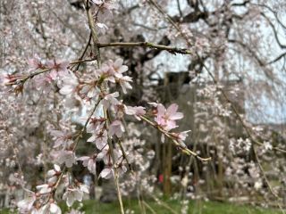 Travelogue: Journey from Fukuoka to Josenji to Enjoy the Beauty of Cherry Blossoms