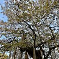 世界文化遺產 - 日光輪王寺