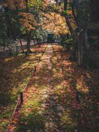 🍁 秋の西芳寺で感じる静寂と彩り ✨