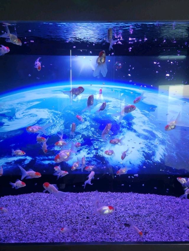 【空に舞う金魚の世界】