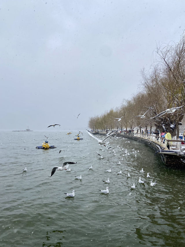 🥰☃️白雪浪漫～昆明滇池必去海埂公園🕊️🌊