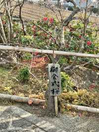 ⛩️ 妙蓮寺（横浜） – 歴史と四季を感じる寺院