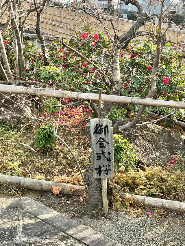 ⛩️ 妙蓮寺（横浜） – 歴史と四季を感じる寺院