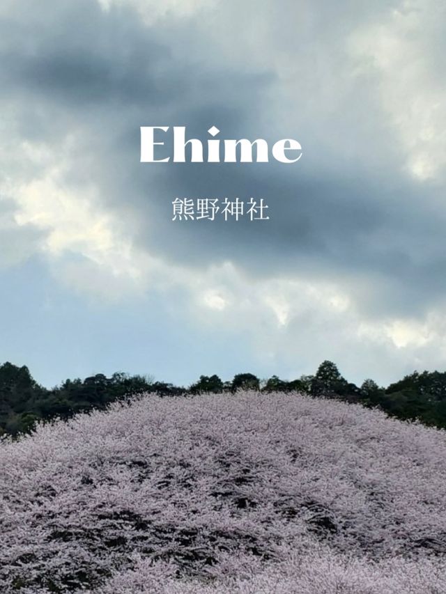 【桜に包囲される別世界 】