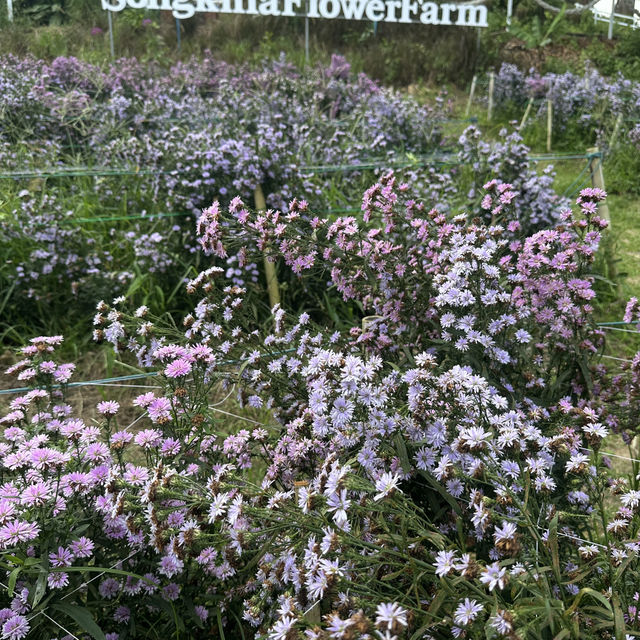 Lost in a sea of blooms at Songkhla Flower Farm  ✨🌸🌿