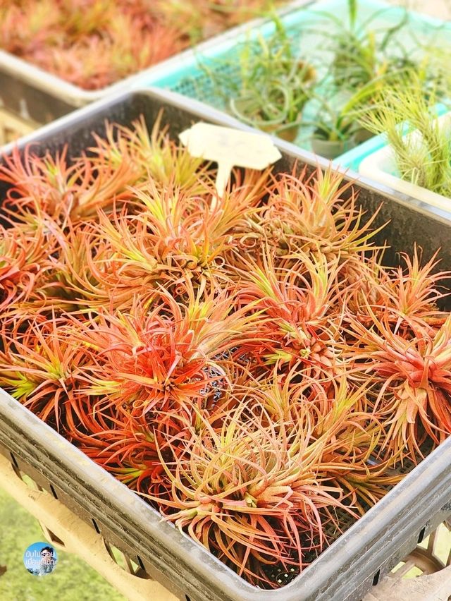 AIRORCHIDS SUPERMARKET