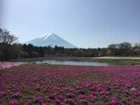 【静岡・富士山】芝桜まつり