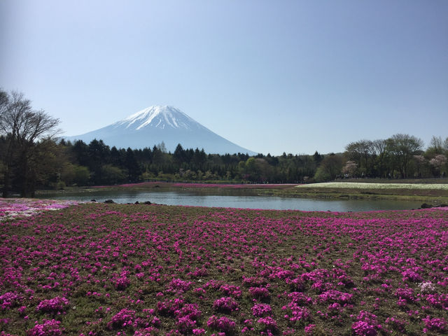 【静岡・富士山】芝桜まつり