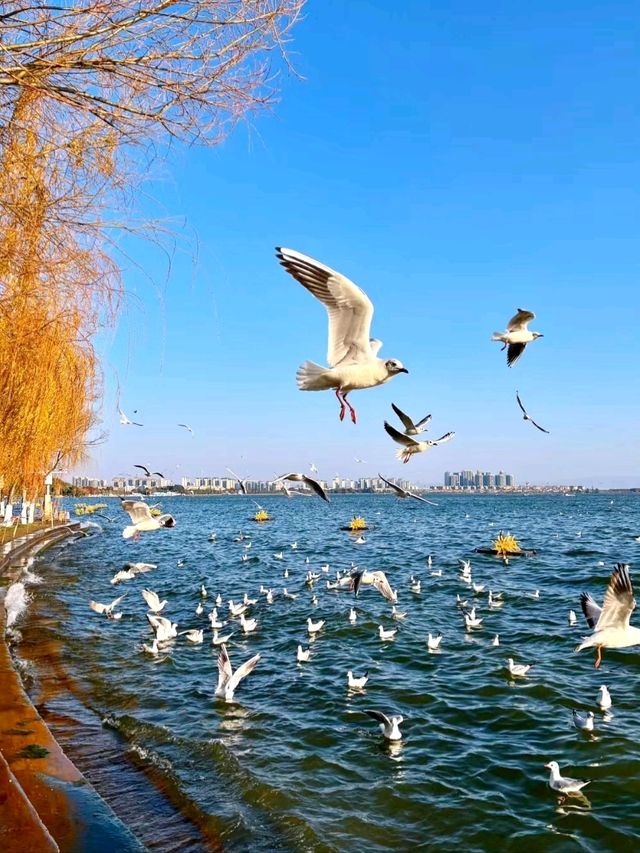 Haigeng Park: A Prime Spot at Dianchi Lake