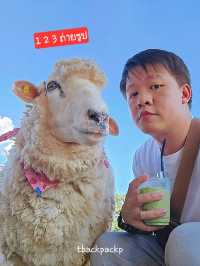 Abonzo ฟาร์มแกะสุดCute ที่เชียงราย 🐏🐑