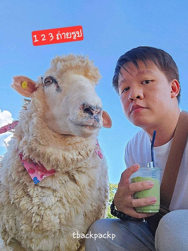Abonzo ฟาร์มแกะสุดCute ที่เชียงราย 🐏🐑