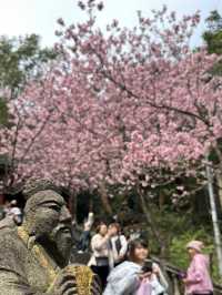 內湖 碧山巖 清風亭 櫻花隧道