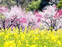 【長野県】日本一の花桃の里の桃源郷・阿智村